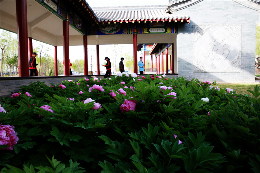 新聞名稱：門(mén)前牡丹真國色
添加日期：2019-04-29 15:30:07
浏覽次數(shù)：2128